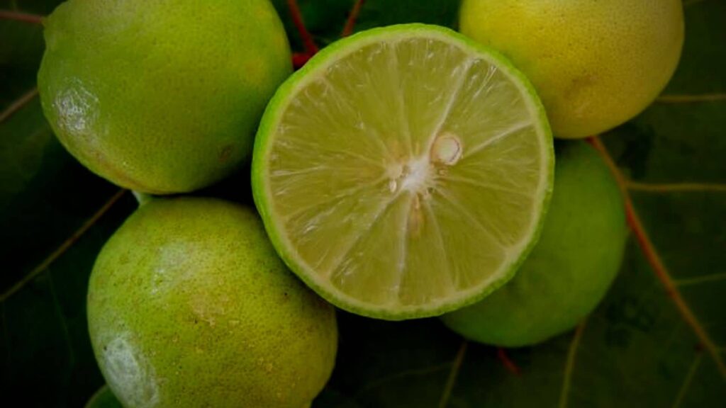 Lime Acide, le premier fruit qui commence par L de la liste