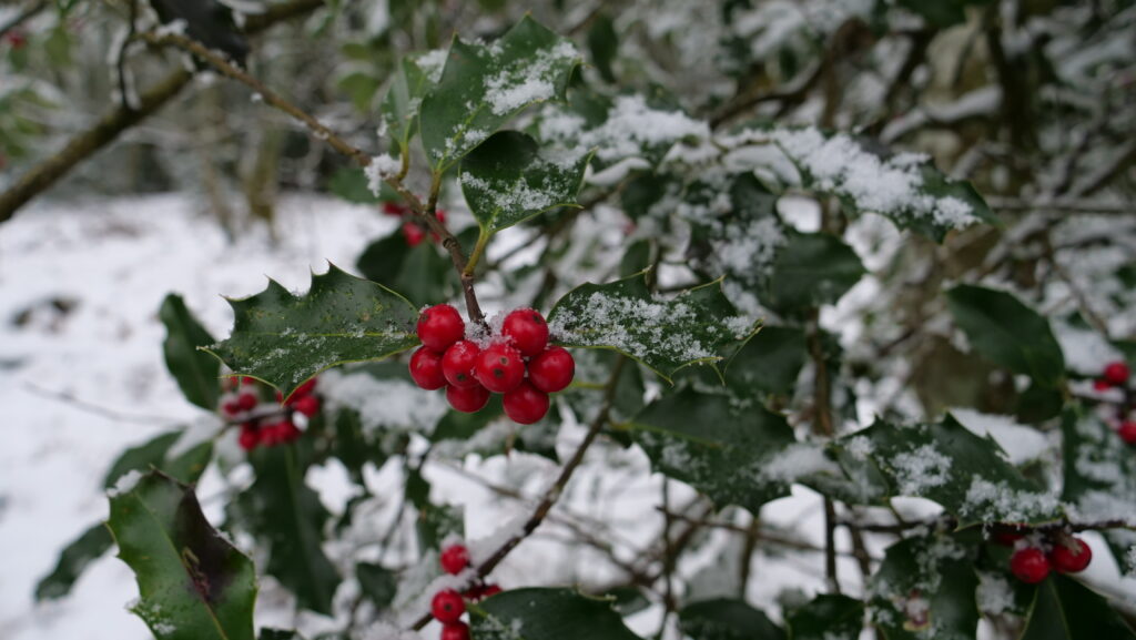 Photo de Houx commun sous la neige avec ses fruits et ses feuilles