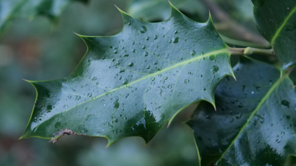 Photo de Houx commun avec zoom sur les feuilles pour voir les épines ainsi que les nervures