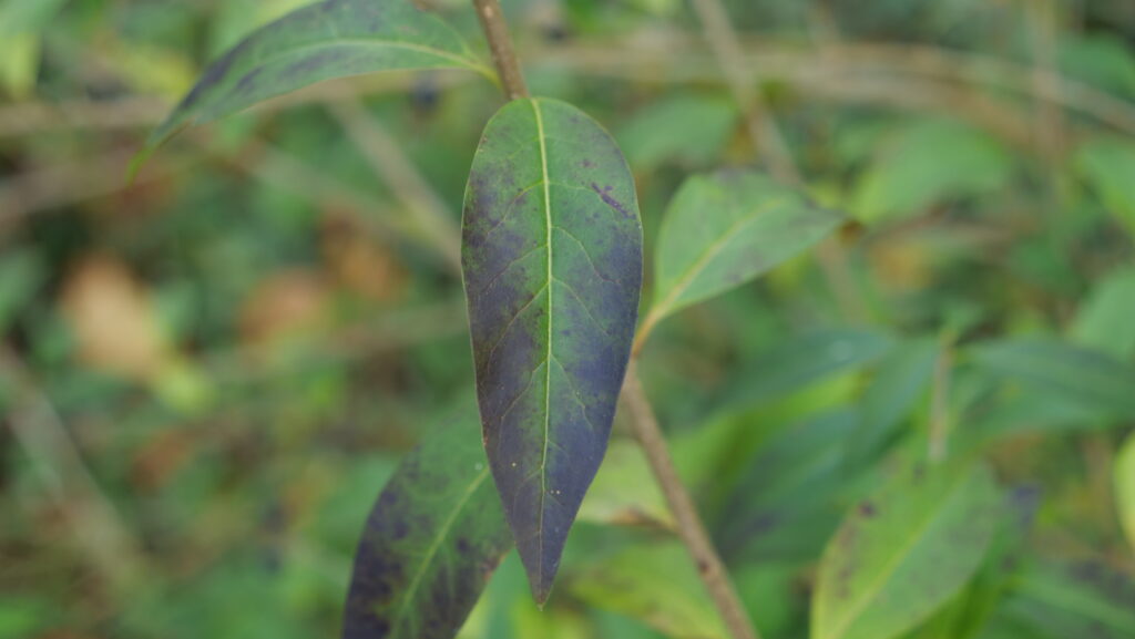 Photo de Troène commun : feuilles en hiver