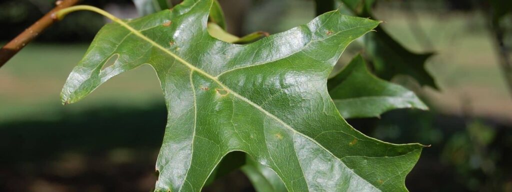 Quercus coccinea le Chêne écarlate, une des différentes espèces de chêne de France
