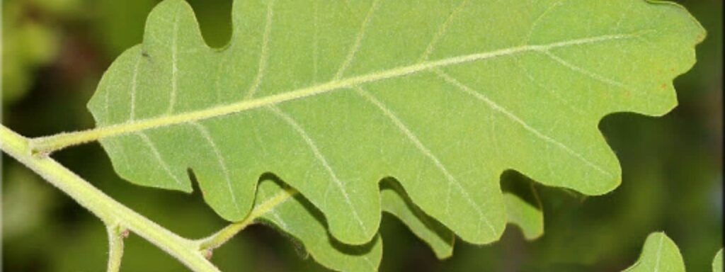 Quercus pubescens Chêne pubescent une des différentes espèces de Chênes de France les plus communes