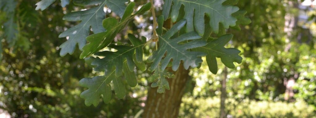 Quercus pyrenaica le Chêne tauzin, une des différentes espèces de chênes françaises