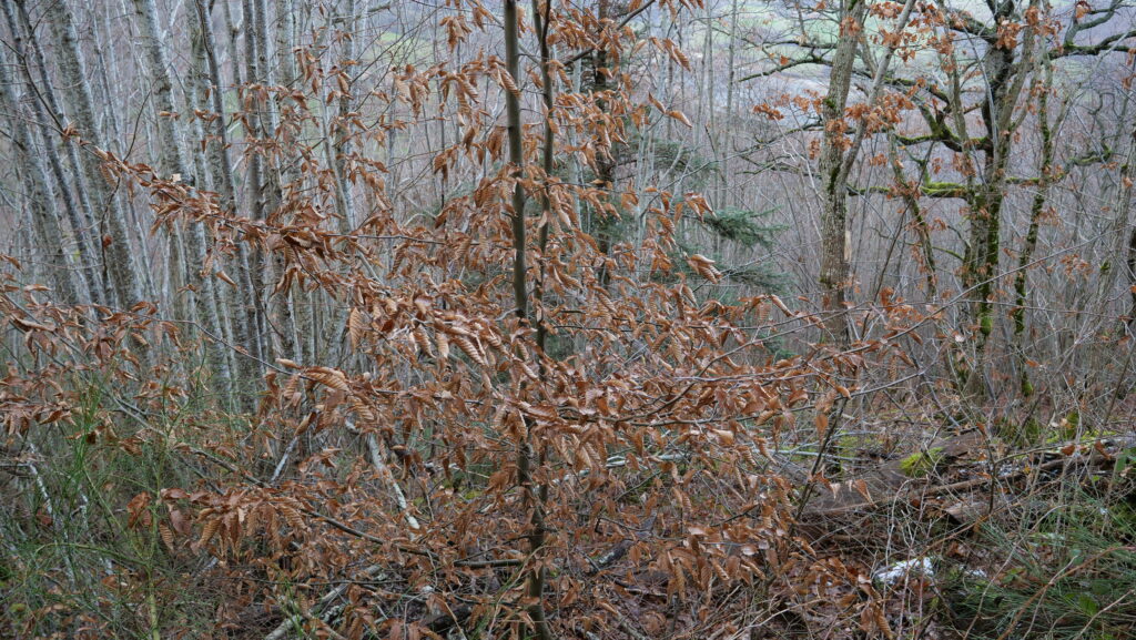 Carpinus betulus - feuilles hiver