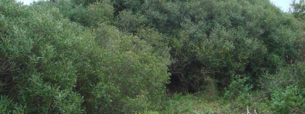 Filaire à large feuille (Phillyrea latifolia) ou Filaire à feuilles étroites (Phillyrea angustifolia)