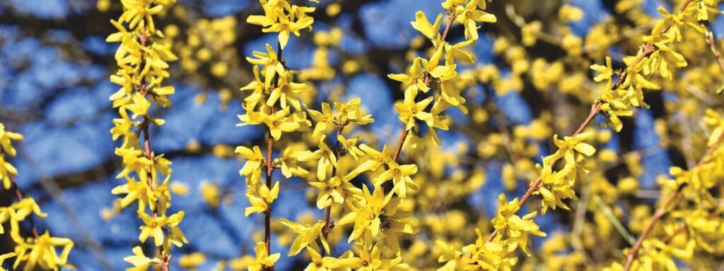 Forsythias à fleurs jaunes 