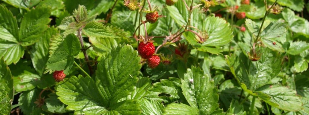 Fragaria vesca fraisier des bois. plante sauvage comestible à récolter en mars pour votre cueilette sauvage de printemps
