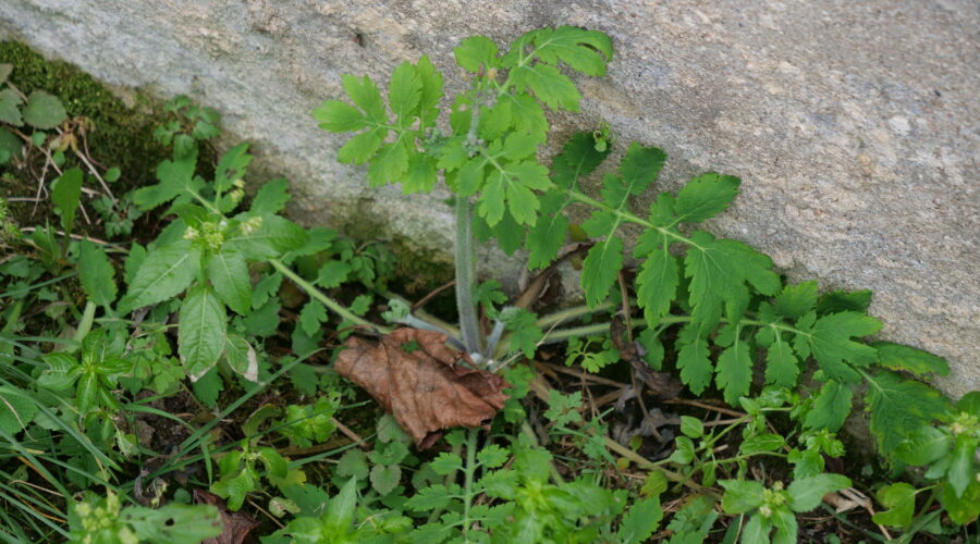Jeune pousse de chélidoine avec poils