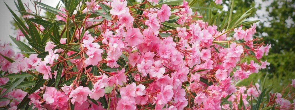 Le laurier le plus toxique, le laurier rose nerium oleander qui peut être mortel. Il contient des substances toxiques qui provoque des troubles cardiaques forts pouvant entraîner la mort.