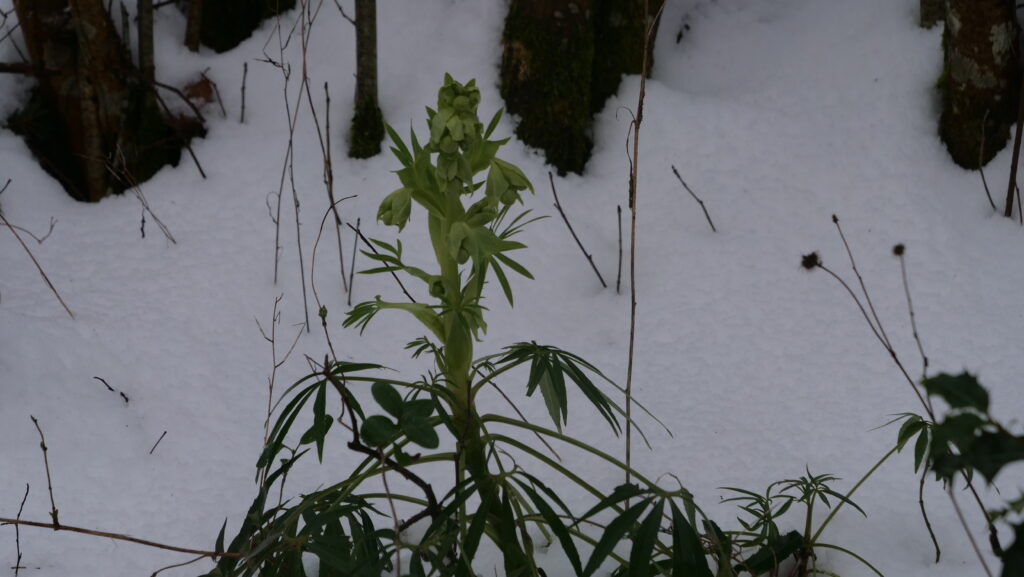 Hellébore fétide dans la neige