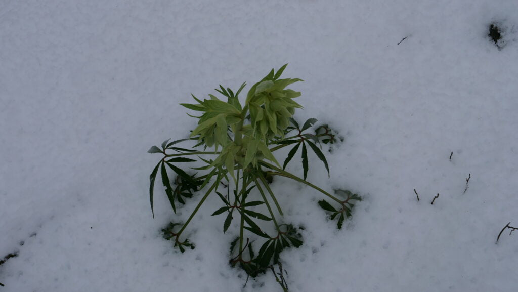Photo d'Hellébore fétide dans la neige