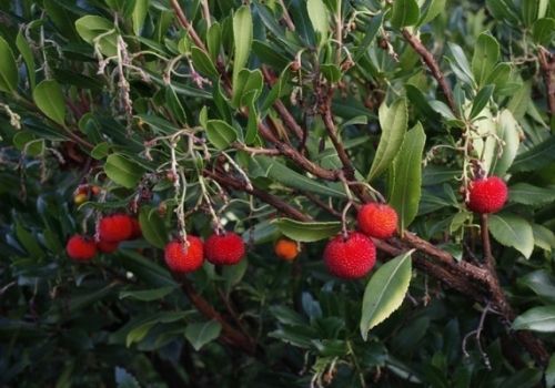 Arbouses, des baies rouges de l'Arbousier un arbuste sauvage cultivé