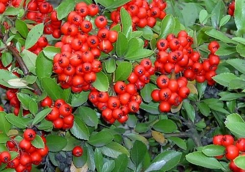 Arbuste sauvage à baies rouges _ le Pyracantha coccinea