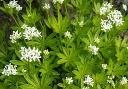 PLANTE SAUVAGE À FLEUR BLANCHE : 20 floraisons blanches faciles