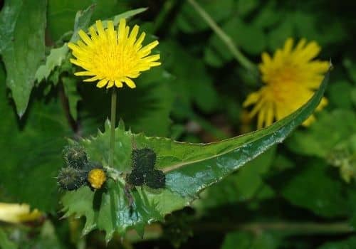 Capitule floral du Laiteron maraîcher une plante sauvage à fleur jaune