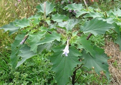 Le Datura est une plante sauvage à grandes feuilles vertes mais très toxique