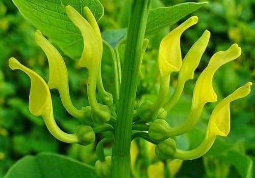Fleurs dressées de l'Artistoloche Clématite plantes sauvages à fleurs jaunes