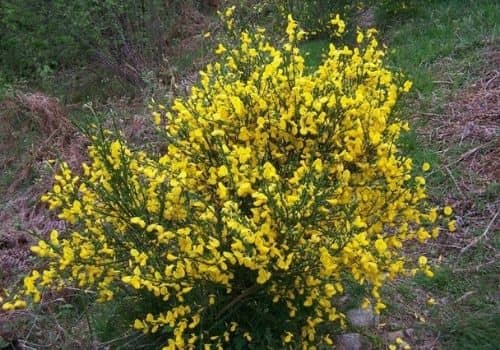 Floraison spectaculaire du Genêt à balais plante sauvage à fleur jaune