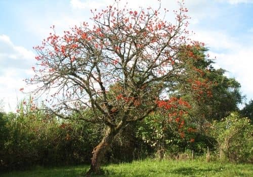 arbre corail d'Abyssinie une des plantes les plus riches en tanins