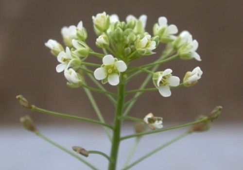 floraisons blanche discrète de la Bourse à pasteur plante sauvage à fleur blanche