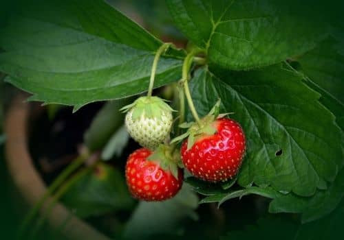 fraisier une plante riche en tanin