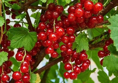 groseilles rouges, fruits comestible du Groseilliers à grappes, un petit arbuste sauvage à baies rouges qu'on cultive aussi