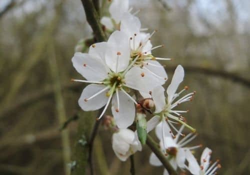 zoom sur les fleurs blanches du prunellier un arbustes sauvage très commun