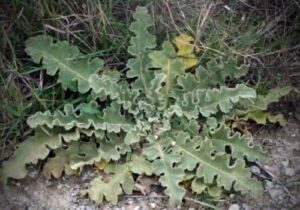 Feuilles sinuées de la Molène à feuilles sinuées Verbascum sinuatum