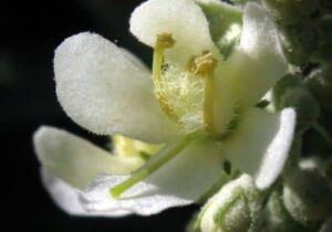 fleur blanche de la Molène Lychnite Verbascum lychnitis qui limite la confusion avec le Bouillon Blanc