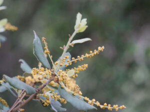 fleurs jaunes quercus ilex