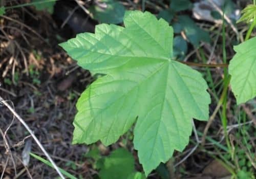 comment faire la différence entre érable champêtre et érable sycomore grâce aux feuilles