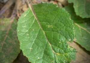 feuilles de la Molène de Boerhaave Verbascum boerhavii limitant la confusion avec le Bouillon Blanc