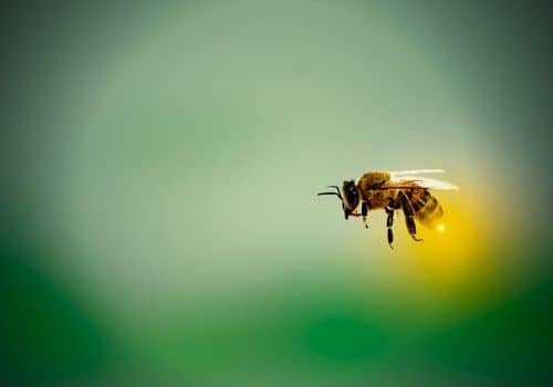 l'érable champêtre est l'ami des abeilles plante mellifère avec beaucoup de nectar
