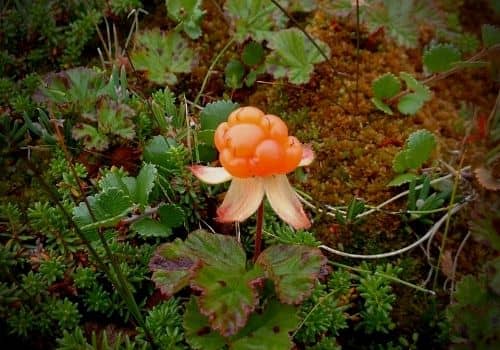 mûre de la Rubus chamaemorus plante qui produit des mûres oranges, la plaquebière