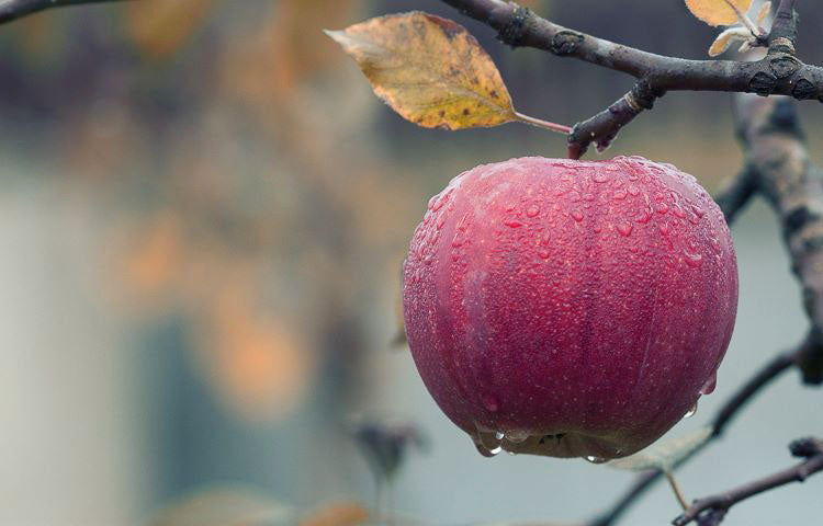 La pomme contre les verrues une des plantes efficaces grâce au vinaigre de cidre