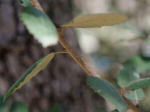 rameau de chêne vert avec détail de la jeune écorce