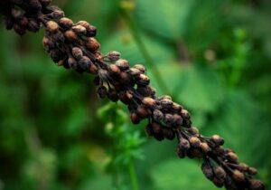 fruits de la molène Noire