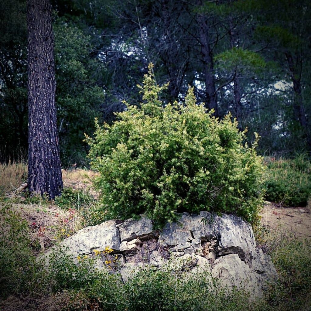 Genévrier Cade avec un port buissonnant Juniperus oxycedrus