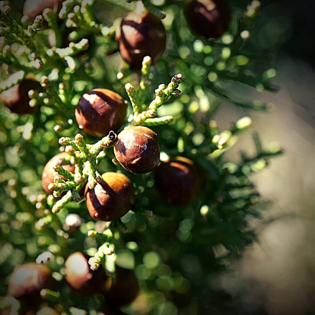 Genévrier de Phénicie - Juniperus phoenicea cônes en forme de baie