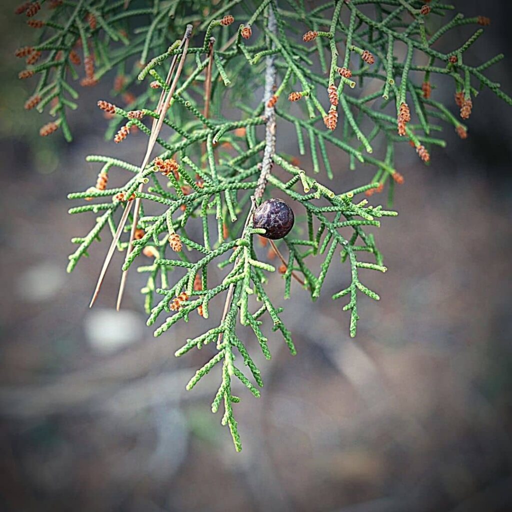 Genévrier de Phénicie - Juniperus phoenicea feuille et fruit