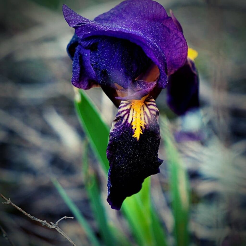 IRIS NAIN _ Iris des garrigues Iris lutescens