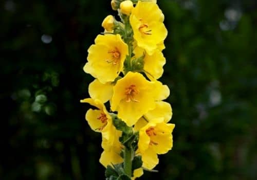 Molène à fleurs denses verbascum densiflorum et ses grandes fleurs jaunes sur sa tige florale
