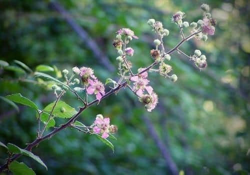 Ronce à feuilles d'Orme (Rubus ulmifolius) plante épineuse des garrigues