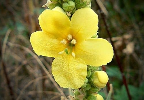 fleur de la Molène Faux Phlomis avec détail des étamines et du pistil