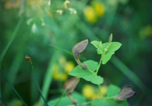 aristoloche pistoloche plante de garrigue à fleurs marrons