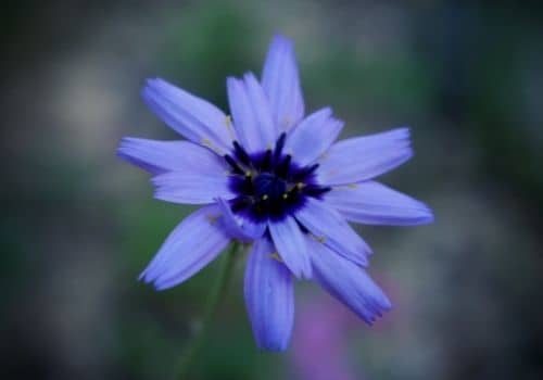 cupidone bleue plante sauvage à fleurs violettes