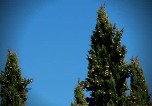 cyprès de provence arbre typique de la Méditerranée