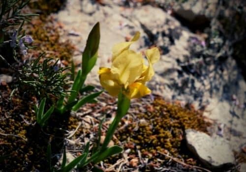 iris nain plante typique de la garrigue