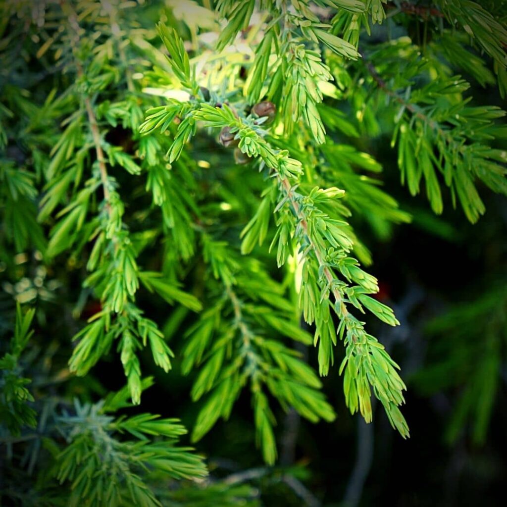 jeunes pousses de Juniperus oxycedrus genévrier cade