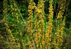 tiges florales de la molène noire